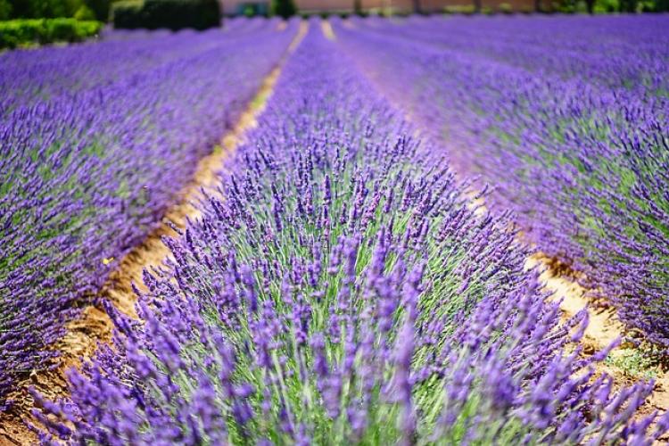 Campo de flores de lavanda