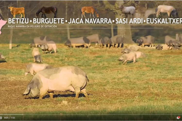 Razas ganaderas navarras