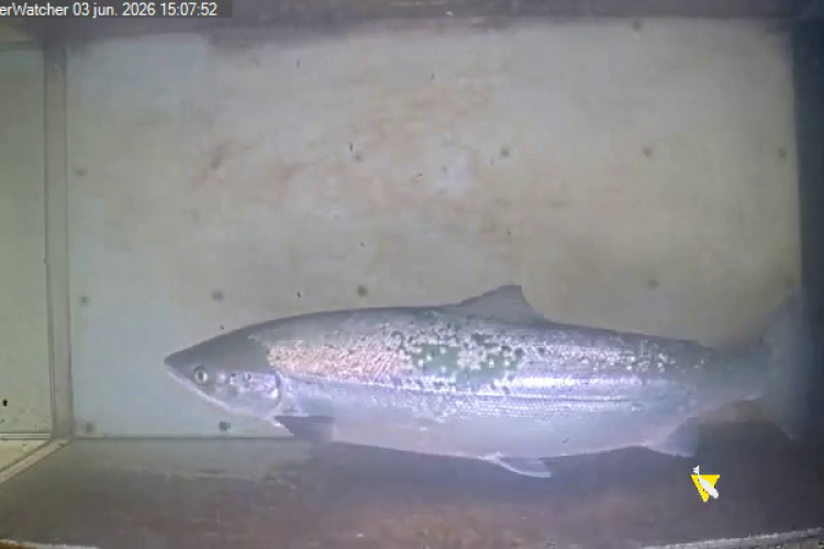 Imagen de un Salmón captado por la cámara