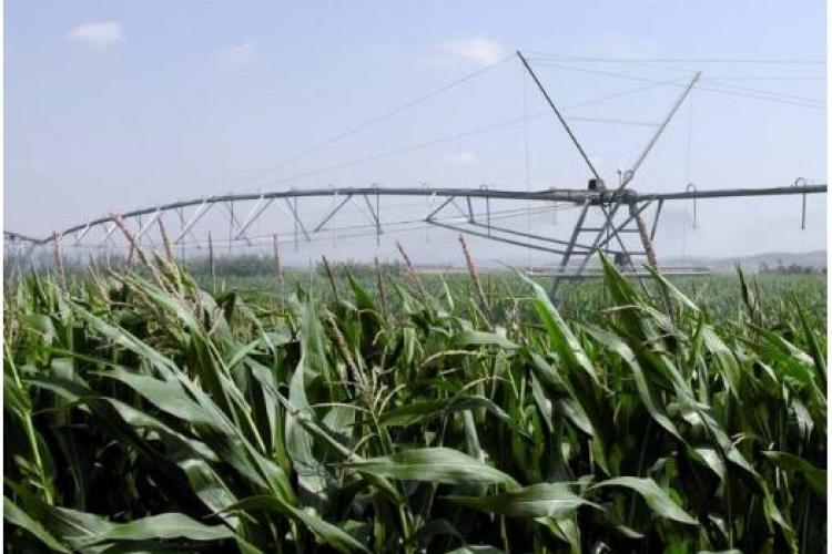 Fotografía de un campo de maíz con sistema de regadío
